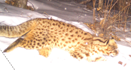 Οι γάτες έγιναν ανθρώπινη παρέα πολύ αργότερα από ό,τι γνωρίζαμε-3