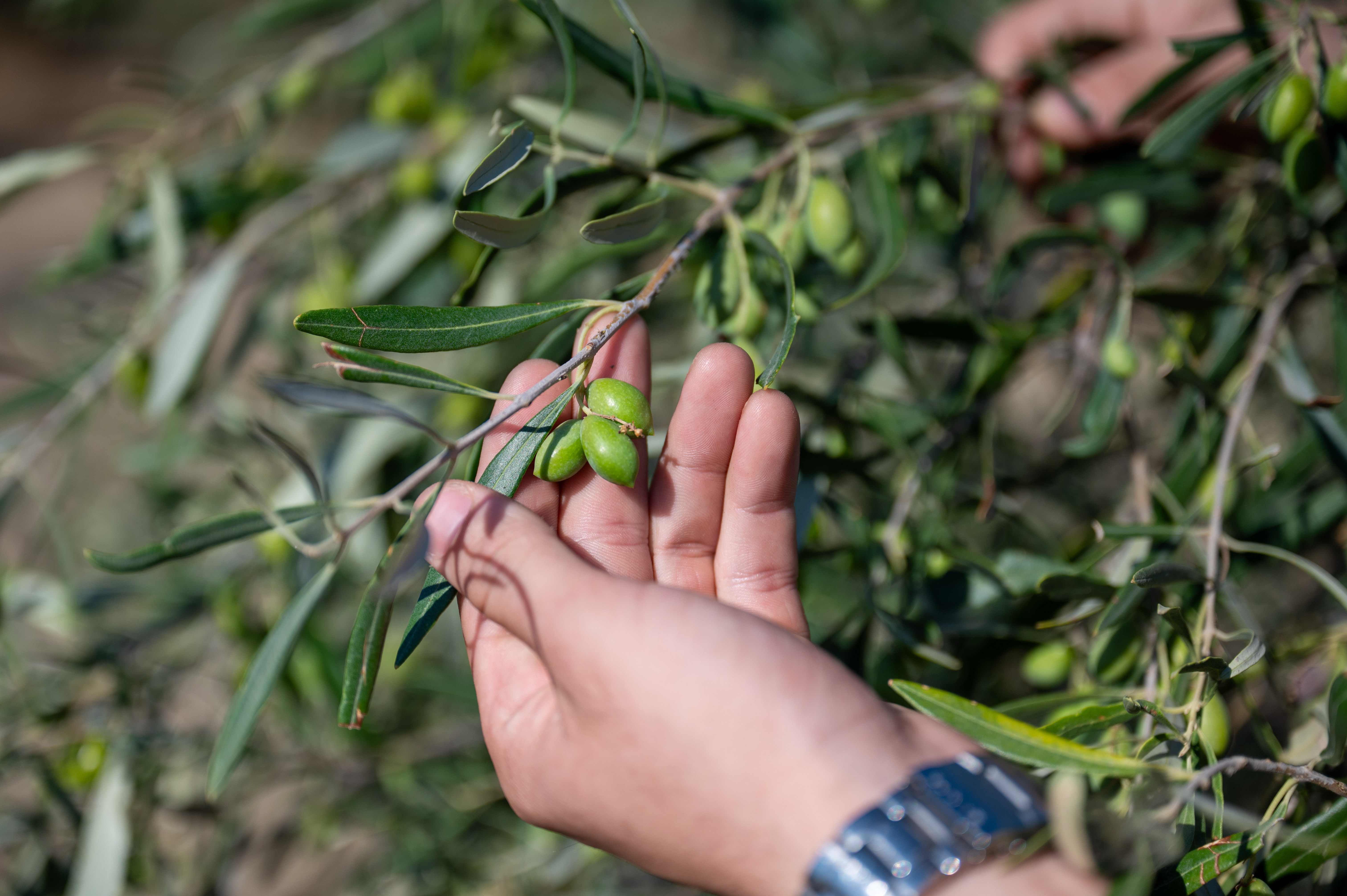 Zero Drop Μόρνος: Καμία σταγόνα νερού χαμένη-3