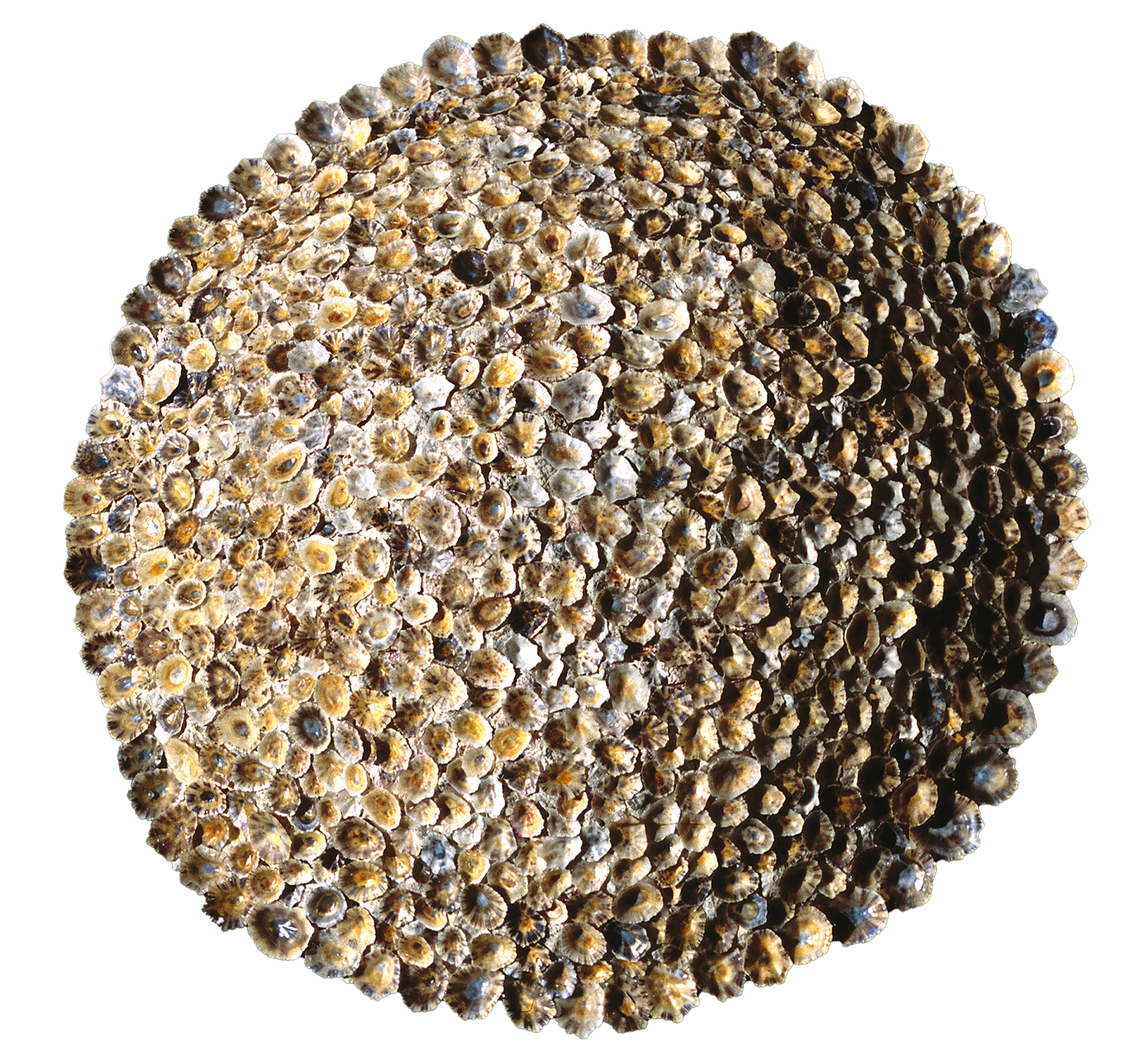 Αθηνά Τάχα – Κάθε πράξη δημιουργίας είναι πολιτική-1