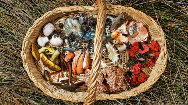 γίναμε-συλλέκτες-μανιταριών-για-μια-μ-563944762