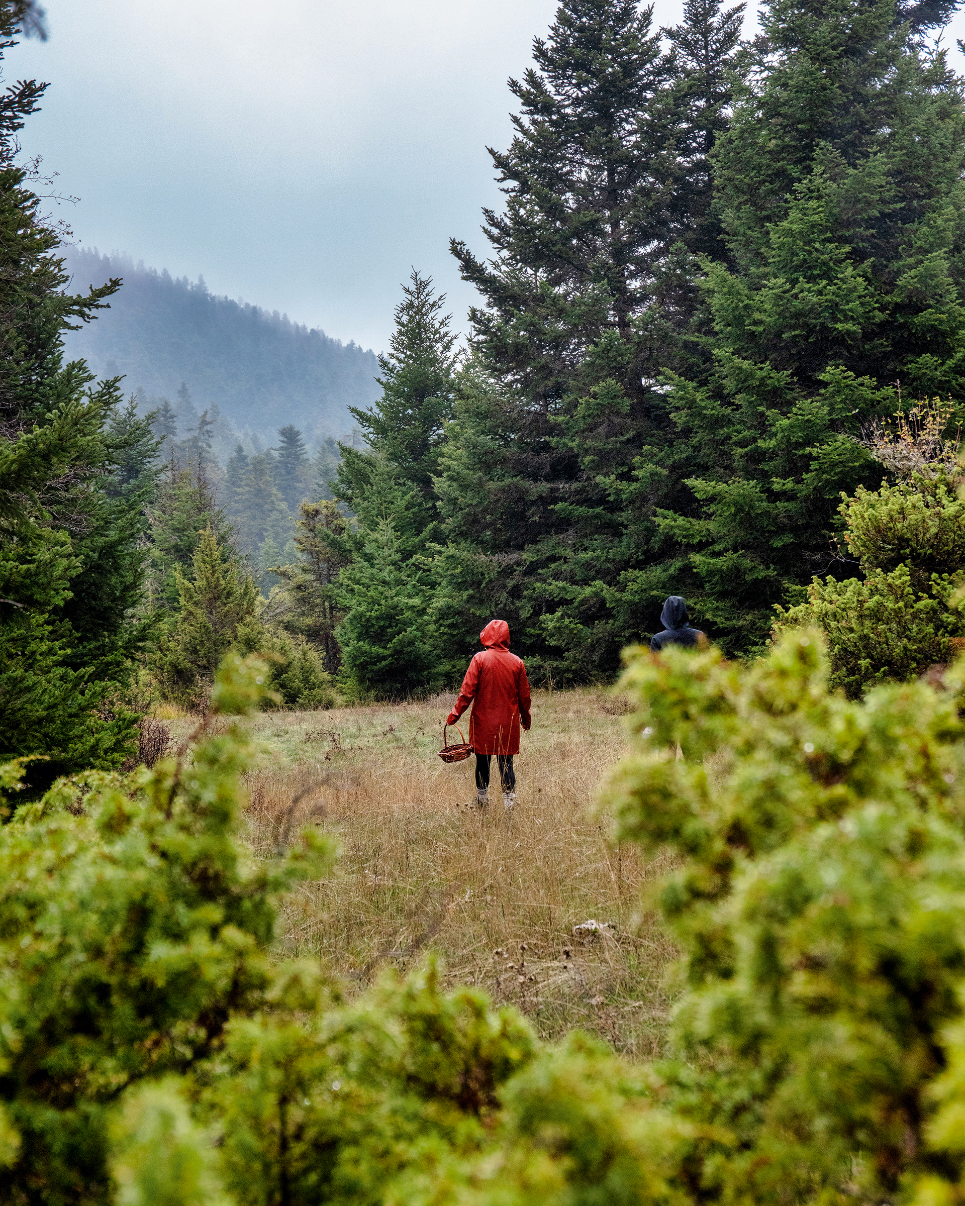 Γίναμε συλλέκτες μανιταριών για μια μέρα-1