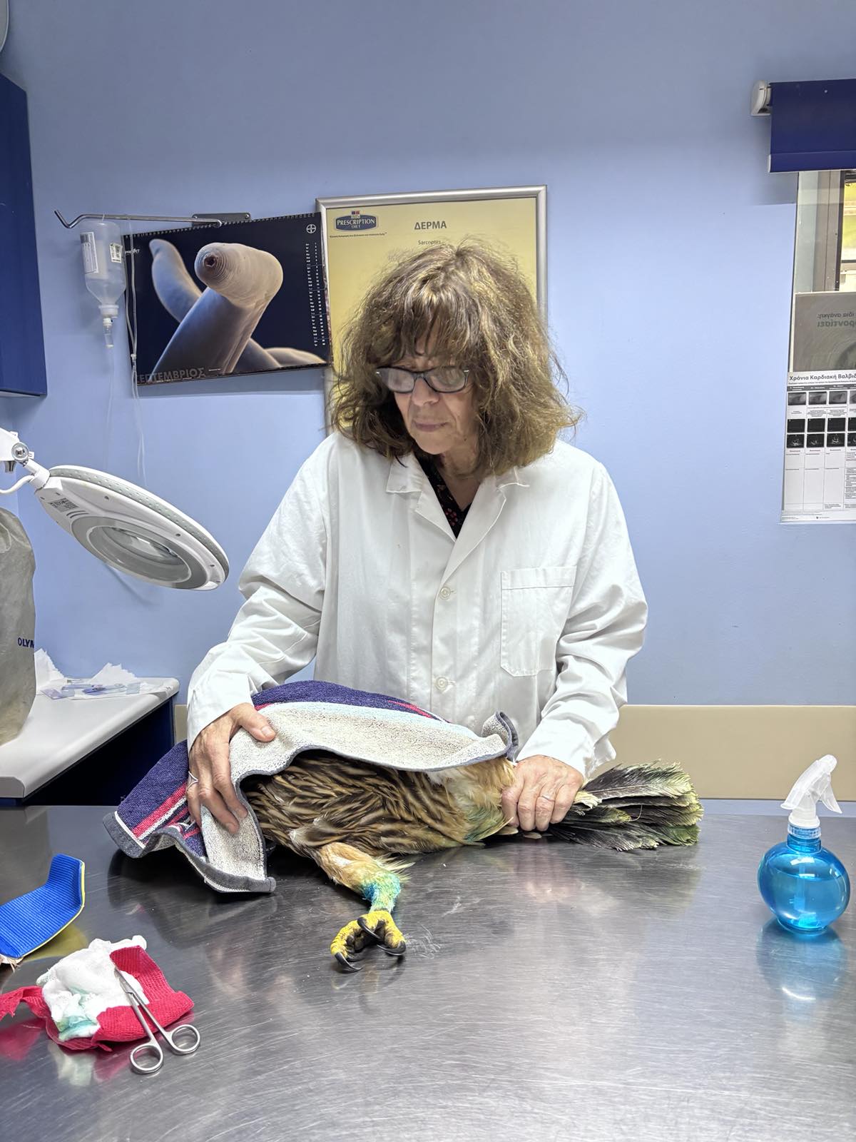 Ενας διασωθείς βασιλαετός αναδεικνύει την πολύτιμη δουλειά της Χρύσας Μαλτέζου-2