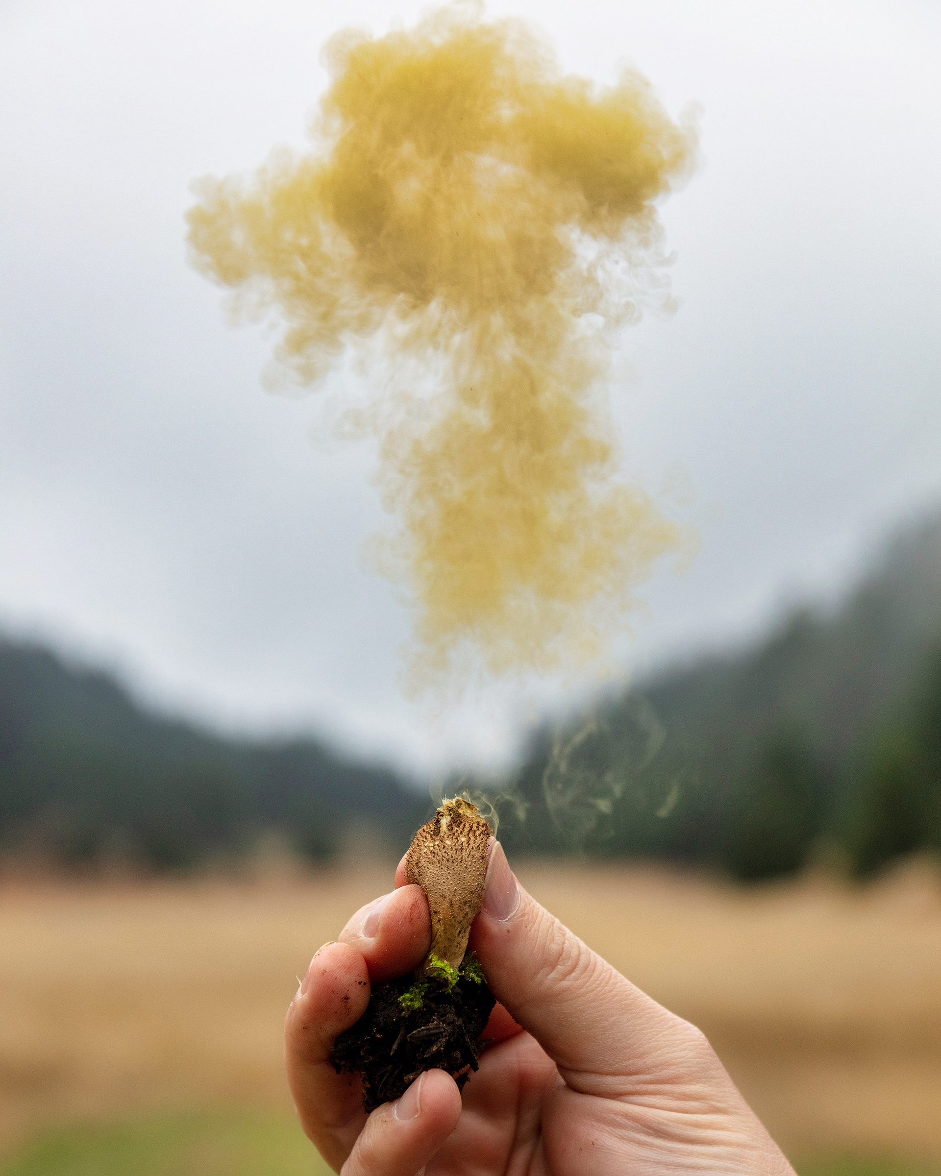 Γίναμε συλλέκτες μανιταριών για μια μέρα-3