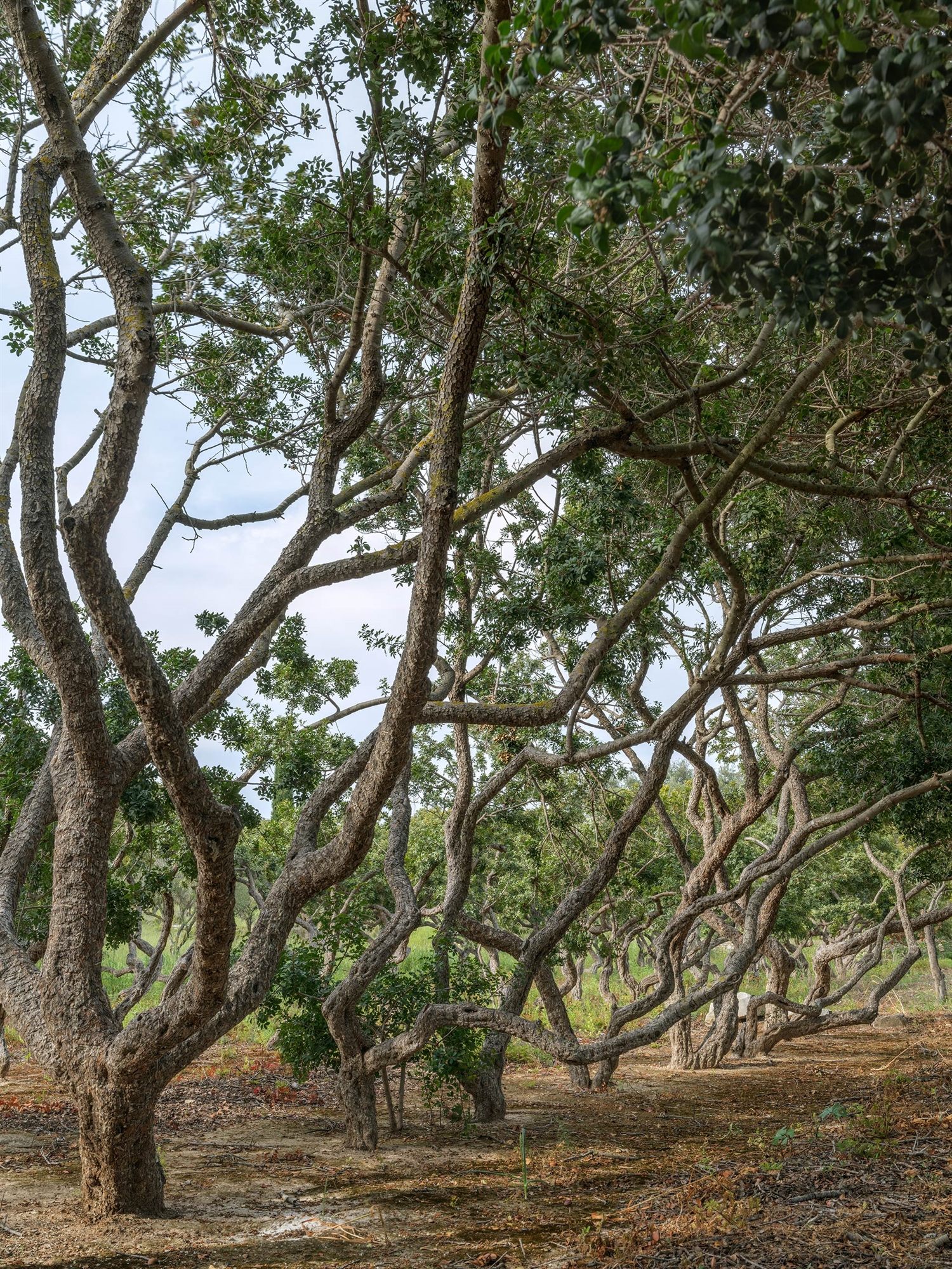 Φωτογραφία: Για τη διάσωση ενός οικισμού-3