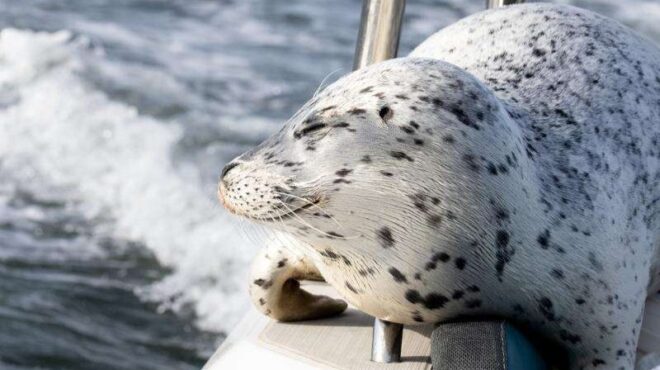 πολύ-σκληρή-για-να-πεθάνει-φώκια-πήδηξ-563920378