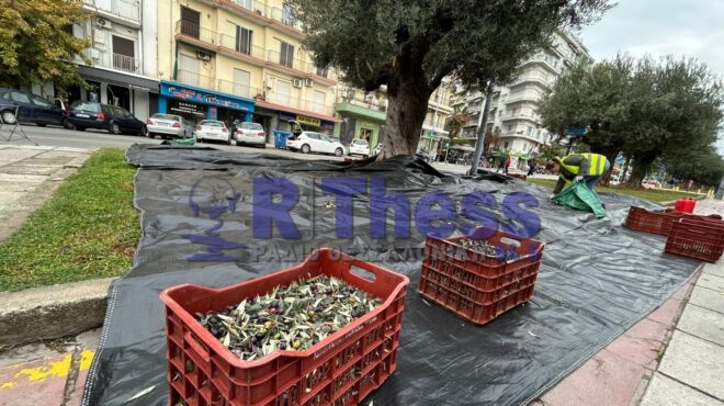 θεσσαλονίκη-συγκομιδή-ελιάς-από-τα-αι-563901955