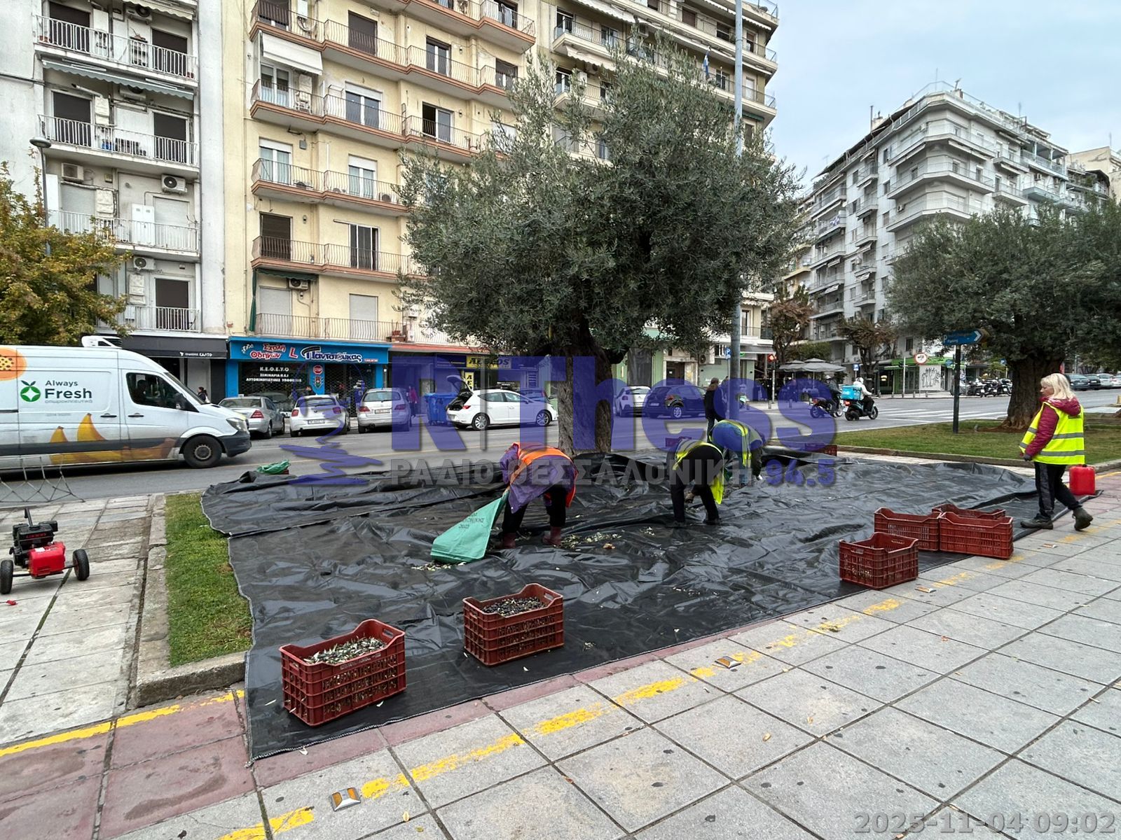 Θεσσαλονίκη: Συγκομιδή ελιάς από τα αιωνόβια λιόδεντρα των δρόμων – «Λάδι για κοινωνικούς σκοπούς»-2