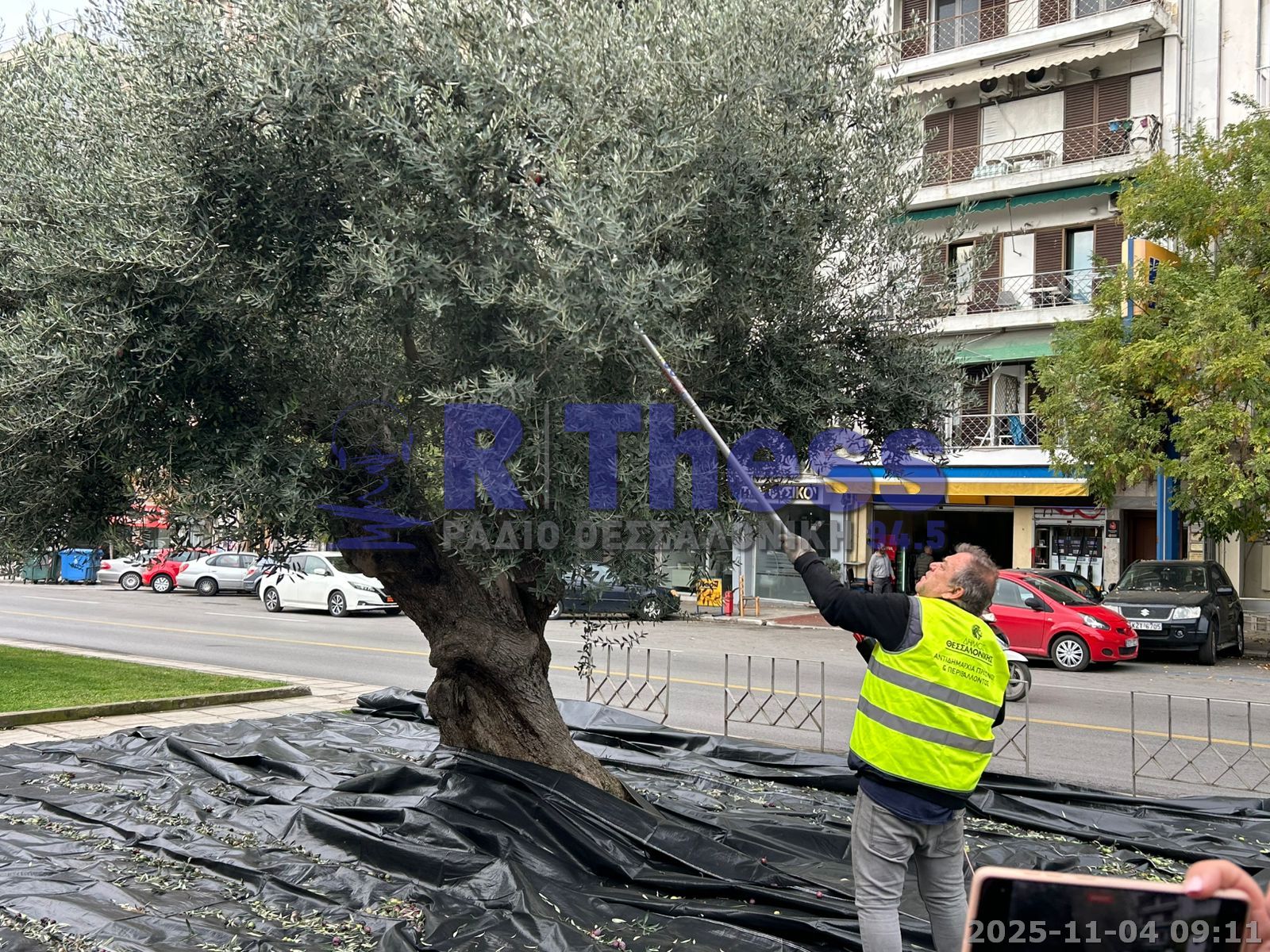 Θεσσαλονίκη: Συγκομιδή ελιάς από τα αιωνόβια λιόδεντρα των δρόμων – «Λάδι για κοινωνικούς σκοπούς»-1