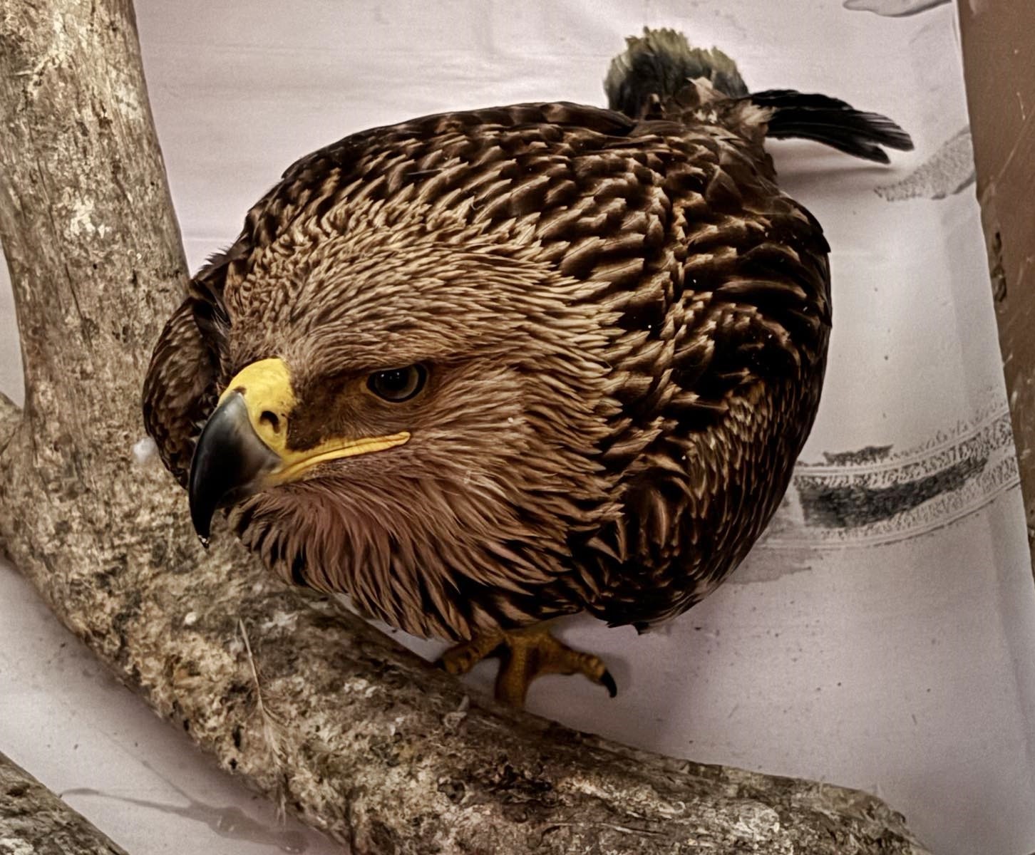 Ενας διασωθείς βασιλαετός αναδεικνύει την πολύτιμη δουλειά της Χρύσας Μαλτέζου-1