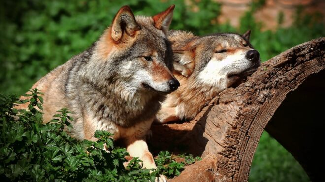 σε-επιφυλακή-η-πυλαία-αγέλη-λύκων-εμφα-563927641