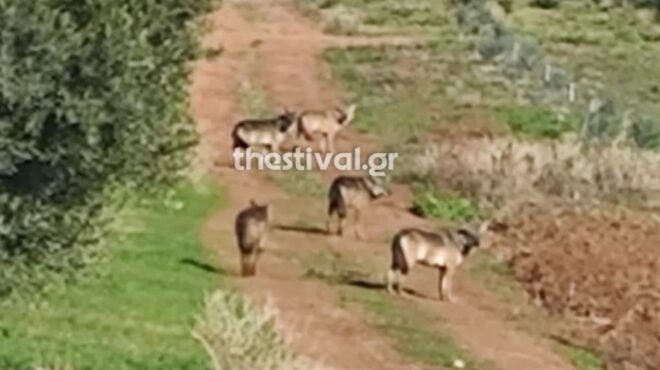 χαλκιδική-αγέλη-λύκων-εμφανίστηκε-έξ-563931565