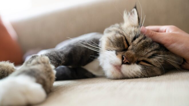 οι-γάτες-έγιναν-ανθρώπινη-παρέα-πολύ-α-563946070