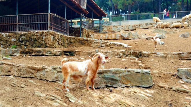 θεσσαλονίκη-κλειστός-λόγω-βρουκέλλω-563918830