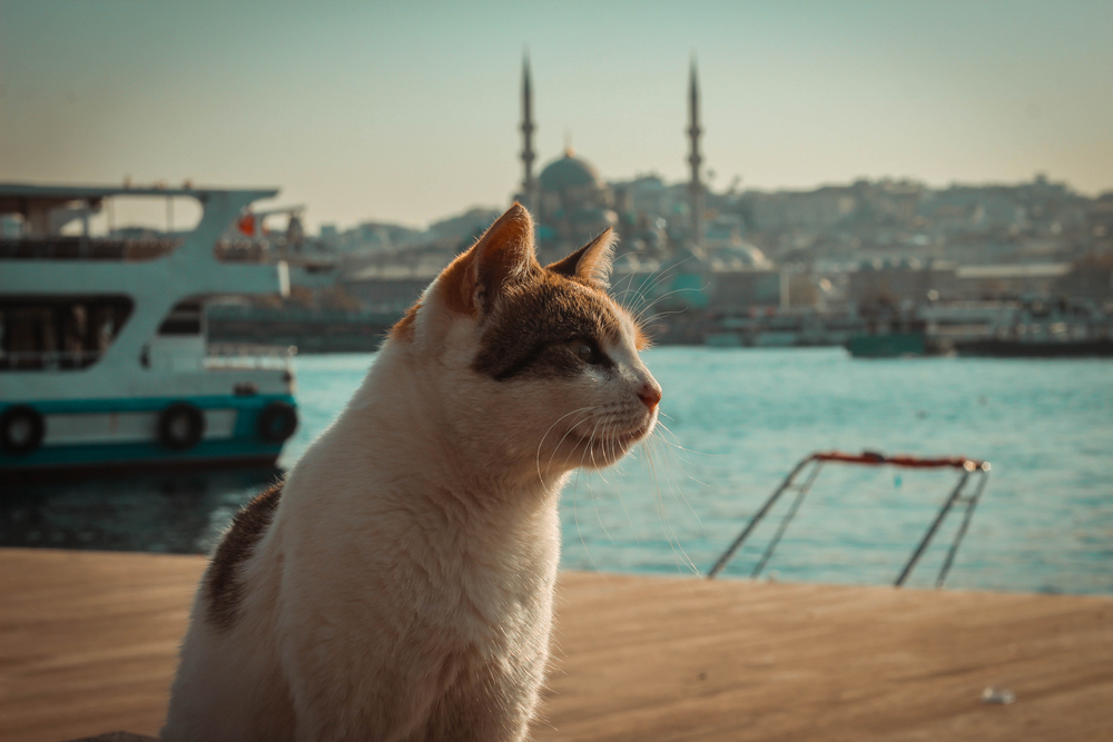 H πόλη που «κυβερνούν» οι γάτες-5