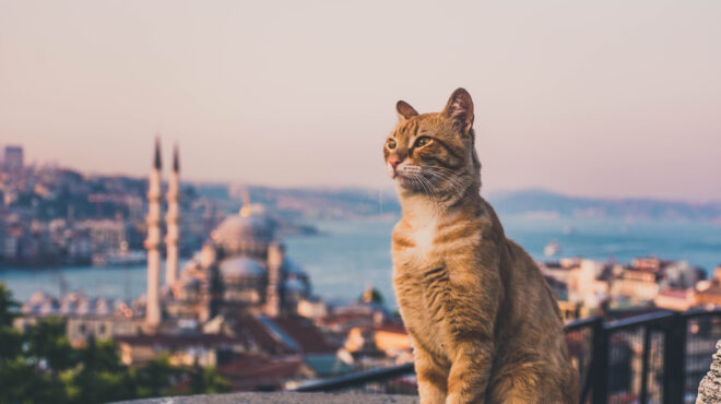 h-πόλη-που-κυβερνούν-οι-γάτες-563934184