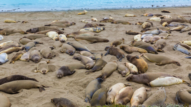 ανταρκτική-οι-θαλάσσιοι-ελέφαντες-απ-563919310