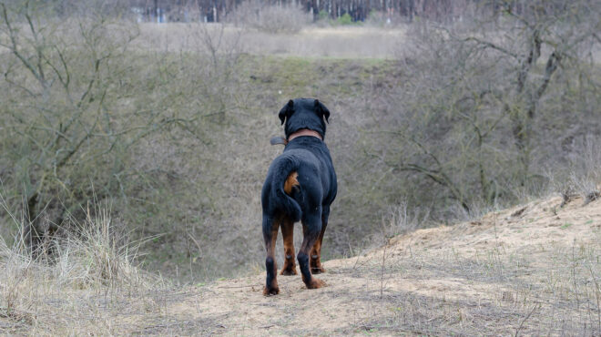 καλαμάτα-σε-κρίσιμη-κατάσταση-ο-76χρονο-563898565