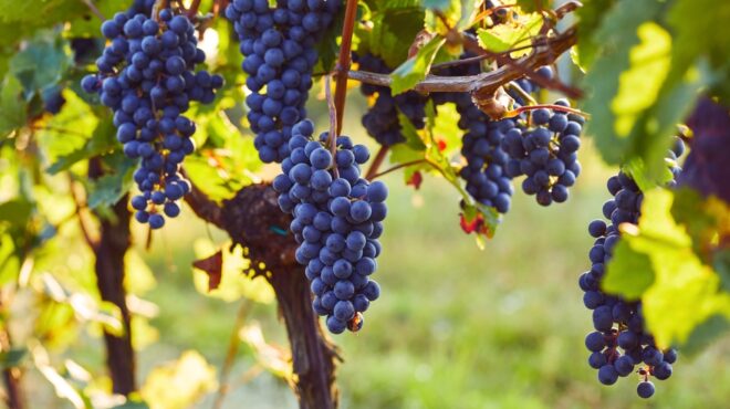 στη-γαλλία-ξεριζώνουν-τα-αμπέλια-με-563940847