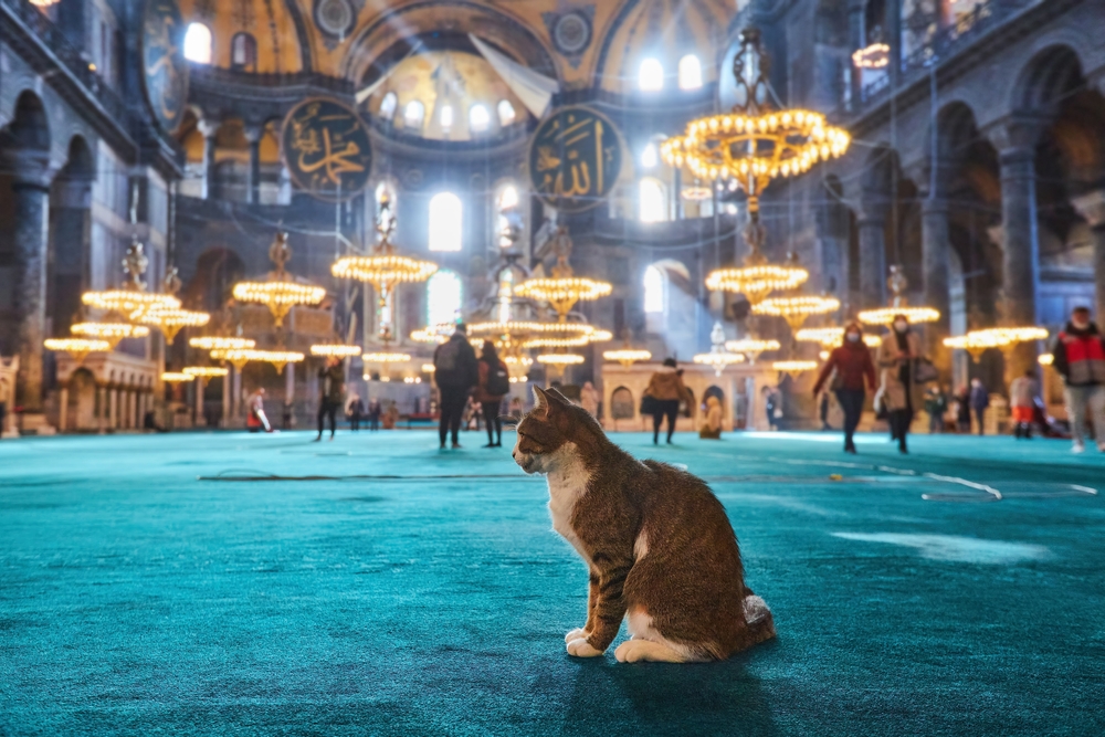 H πόλη που «κυβερνούν» οι γάτες-3