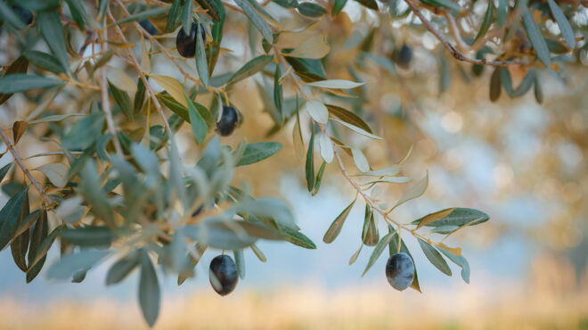 οι-άγνωστοι-πρωταθλητές-της-ελληνι-563929204