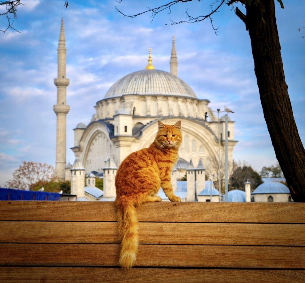 H πόλη που «κυβερνούν» οι γάτες-7