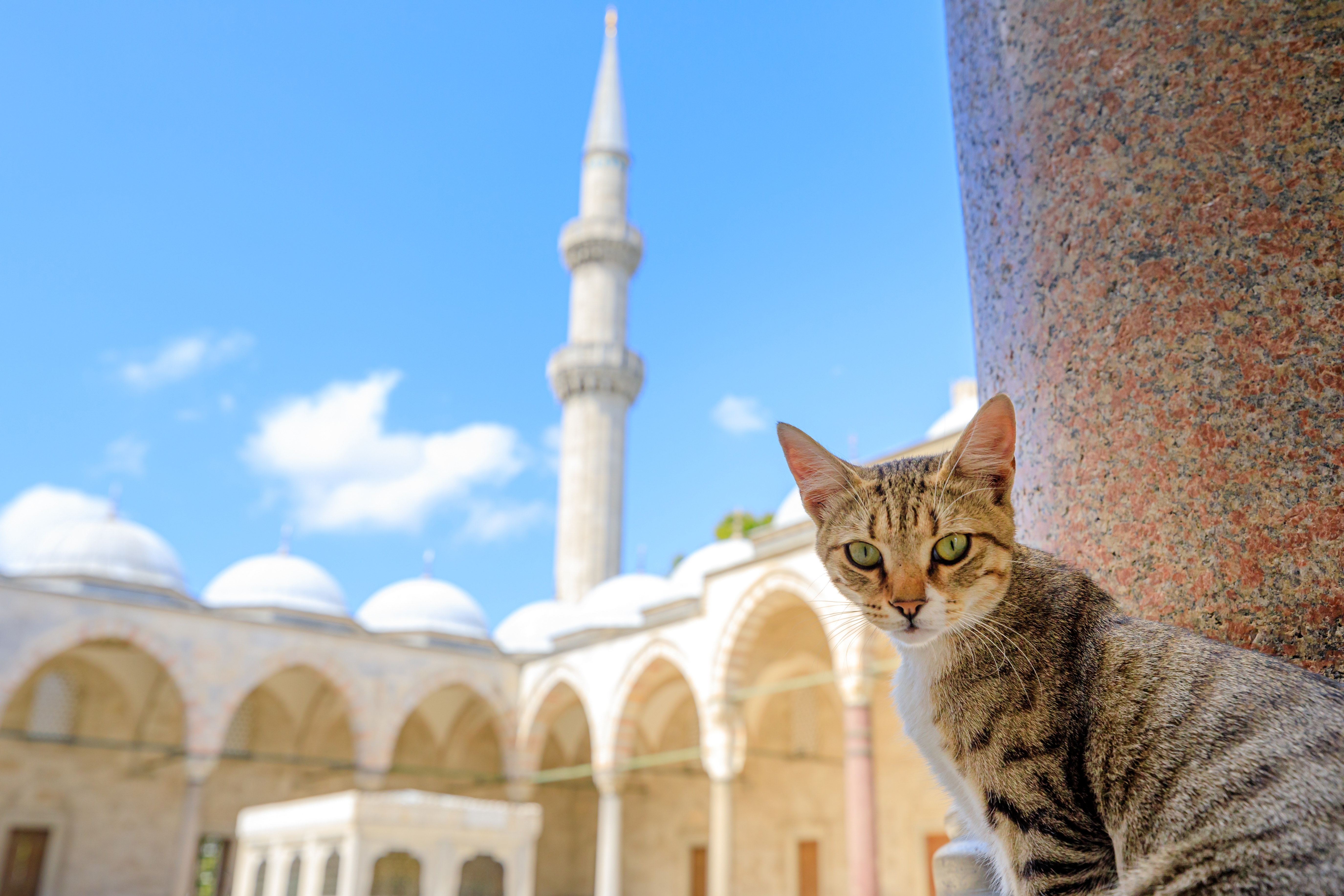 H πόλη που «κυβερνούν» οι γάτες-6