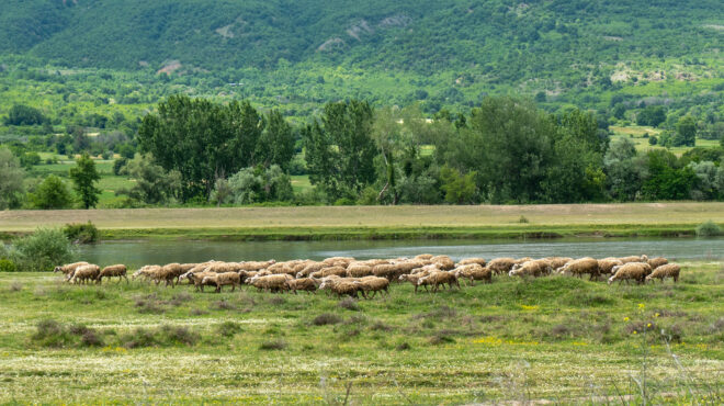 oπεκεπε-ούτε-ευρώ-πίσω-από-τις-παράνομε-563941735