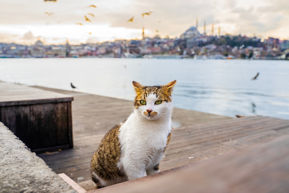 H πόλη που «κυβερνούν» οι γάτες-1