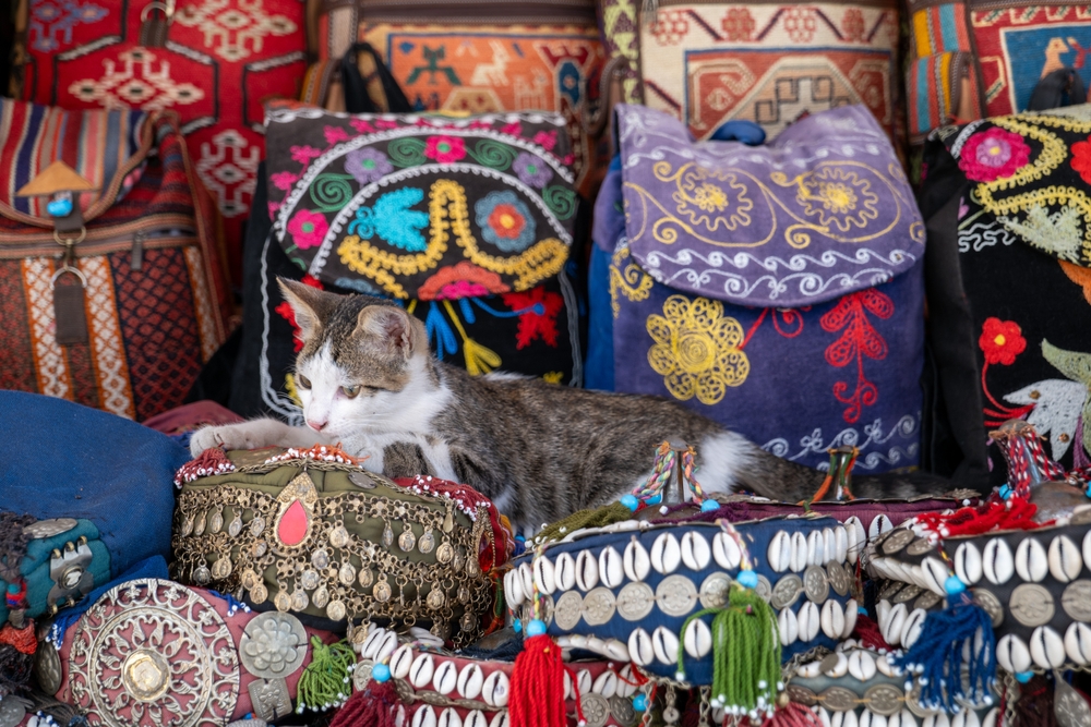 H πόλη που «κυβερνούν» οι γάτες-2