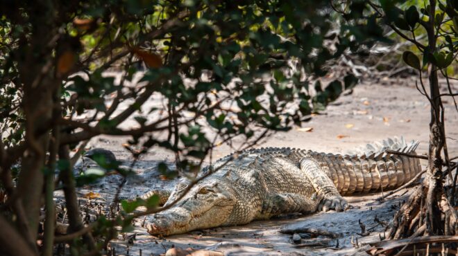 αυστραλία-ανακαλύφθηκαν-τα-αρχαιότε-563916340