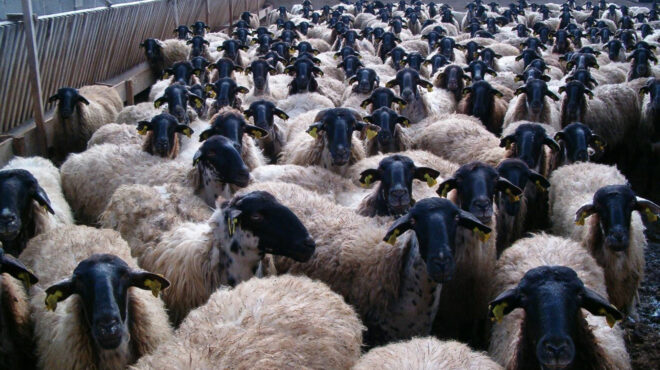 από-τη-στάνη-στην-τράπεζα-για-dna-563969980