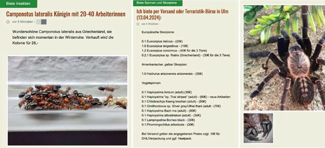 Πωλούνται οχιές Μήλου και σκορπιοί Φιλιατρών-3