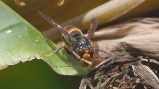 η-ασιατική-σφήκα-στην-ευρώπη-μια-σιωπ-563970157