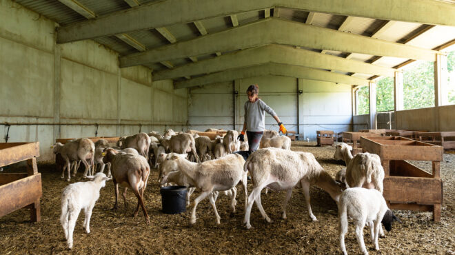 ευλογιά-αιγοπροβάτων-κρούσματα-σε-κ-563970337