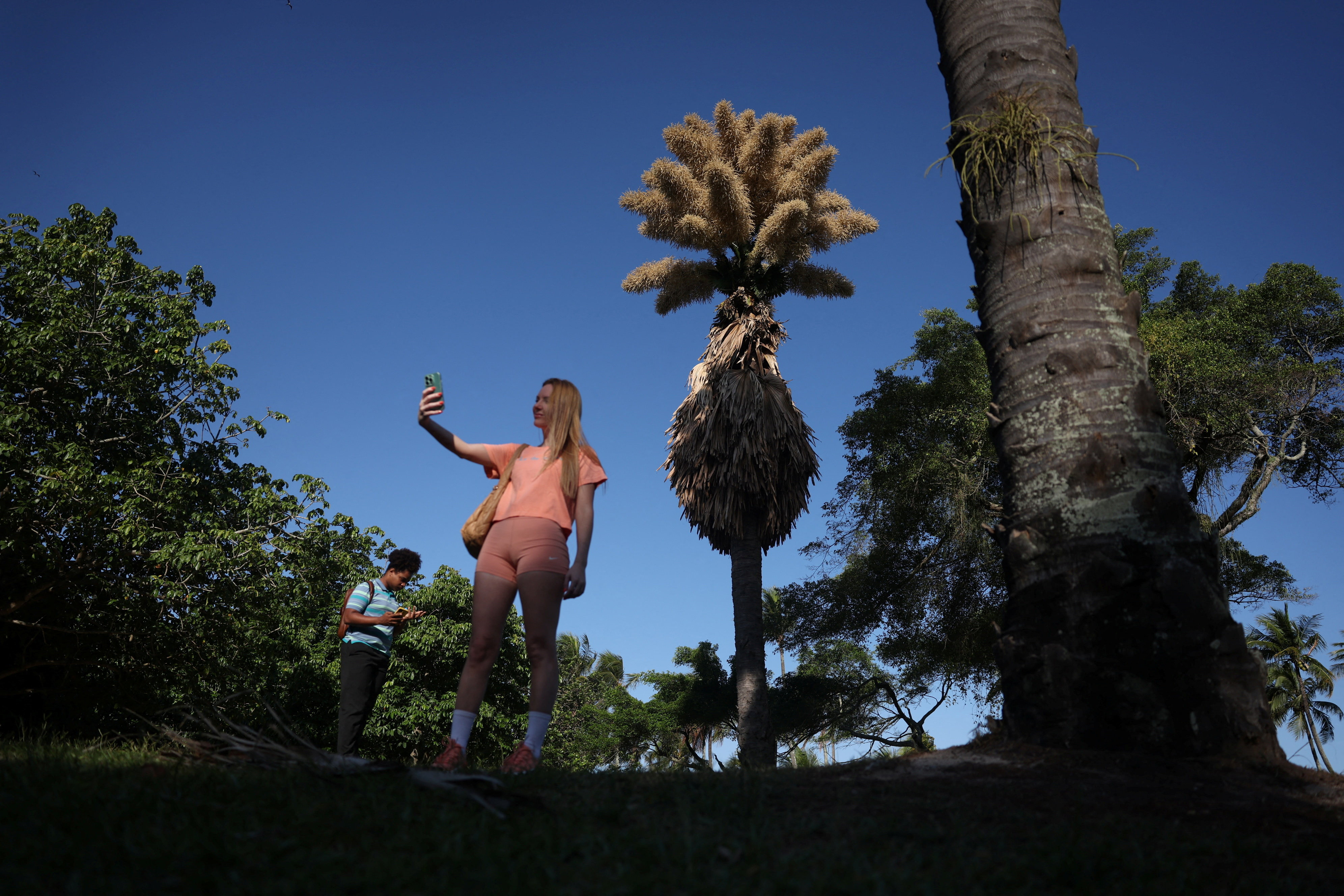 Οι σπάνιοι φοίνικες του Ρίο ντε Τζανέιρο: Χρειάζονται έως 80 χρόνια για να ανθίσουν – και μετά πεθαίνουν-1