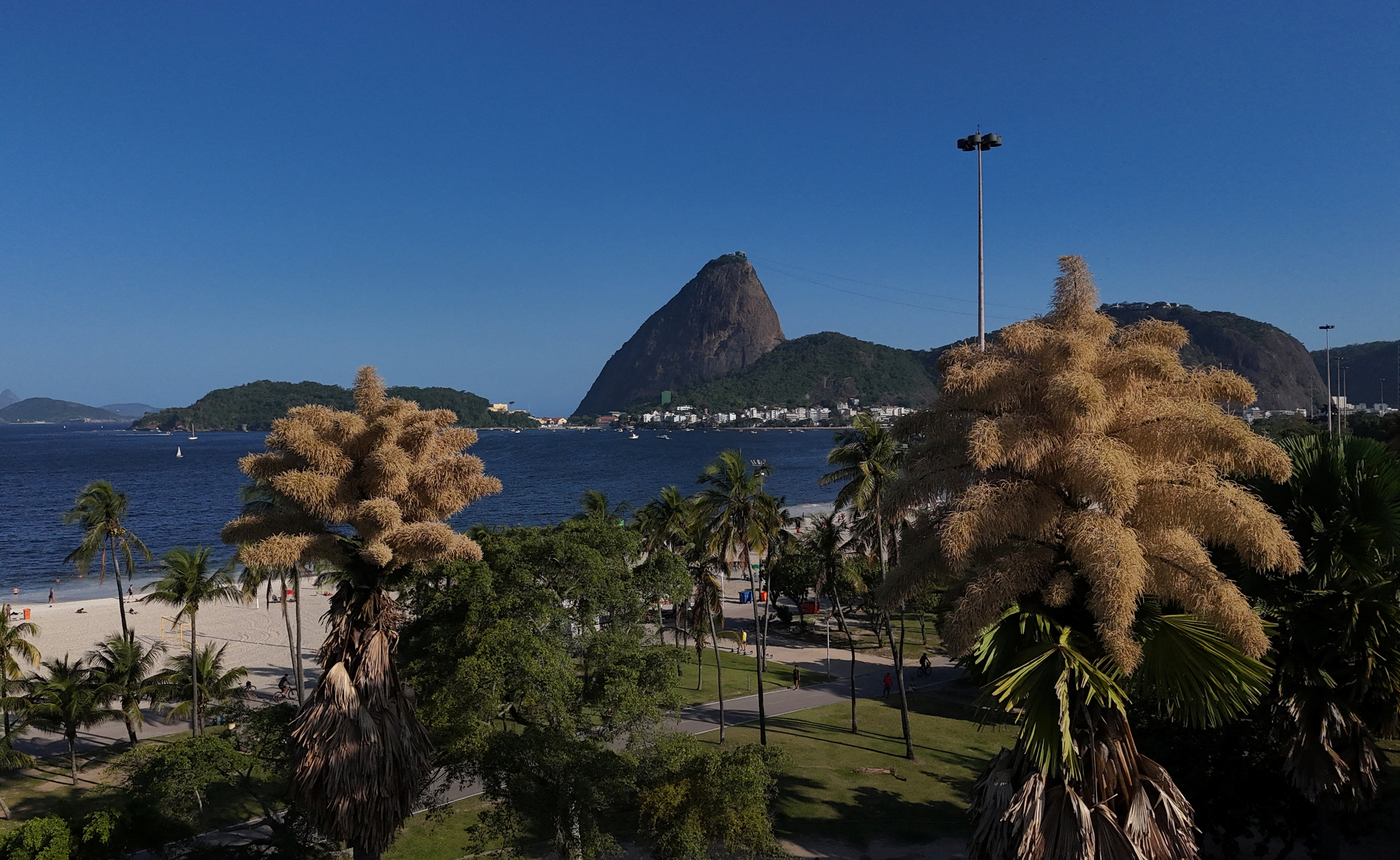 Οι σπάνιοι φοίνικες του Ρίο ντε Τζανέιρο: Χρειάζονται έως 80 χρόνια για να ανθίσουν – και μετά πεθαίνουν-3