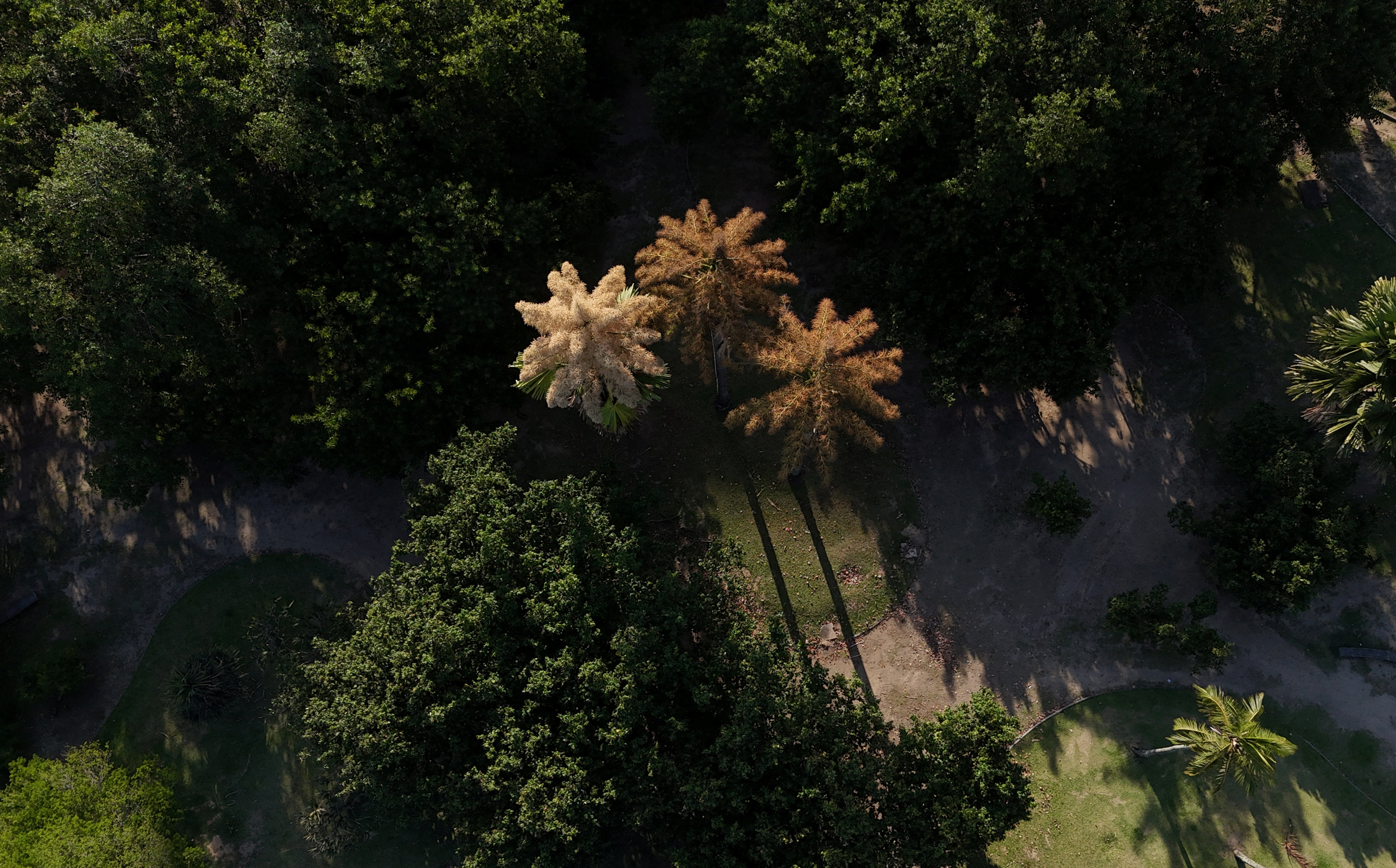 Οι σπάνιοι φοίνικες του Ρίο ντε Τζανέιρο: Χρειάζονται έως 80 χρόνια για να ανθίσουν – και μετά πεθαίνουν-2