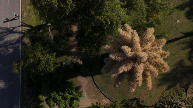 οι-σπάνιοι-φοίνικες-του-ρίο-ντε-τζανέι-563954839