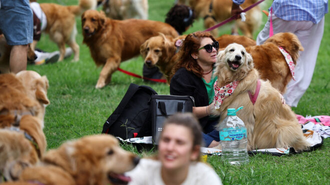 χιλιάδες-γκόλντεν-ριτρίβερ-στο-μπουέ-563964550