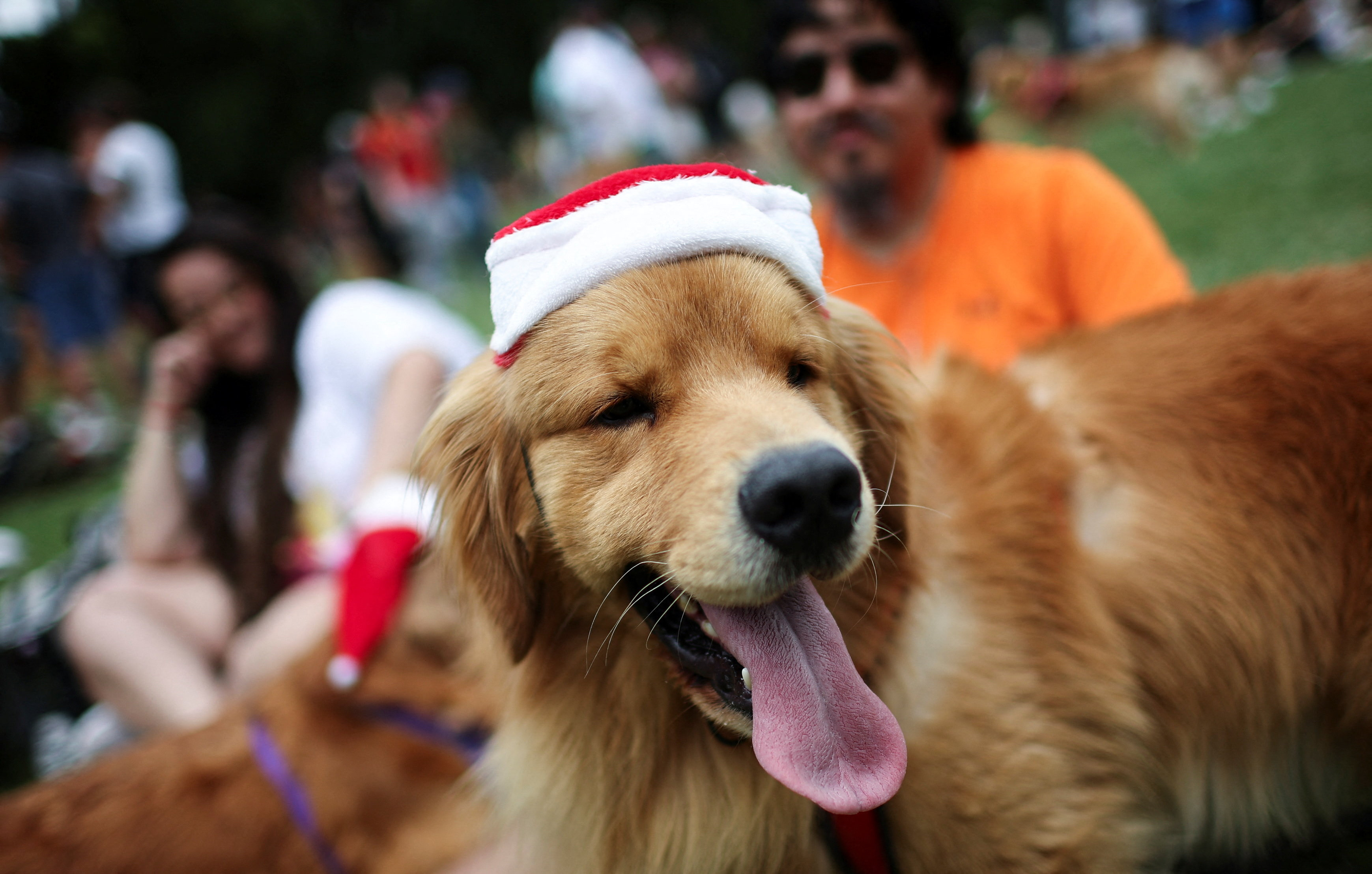 Χιλιάδες γκόλντεν ριτρίβερ στο Μπουένος Αιρες για το παγκόσμιο ρεκόρ (Εικόνες)-3