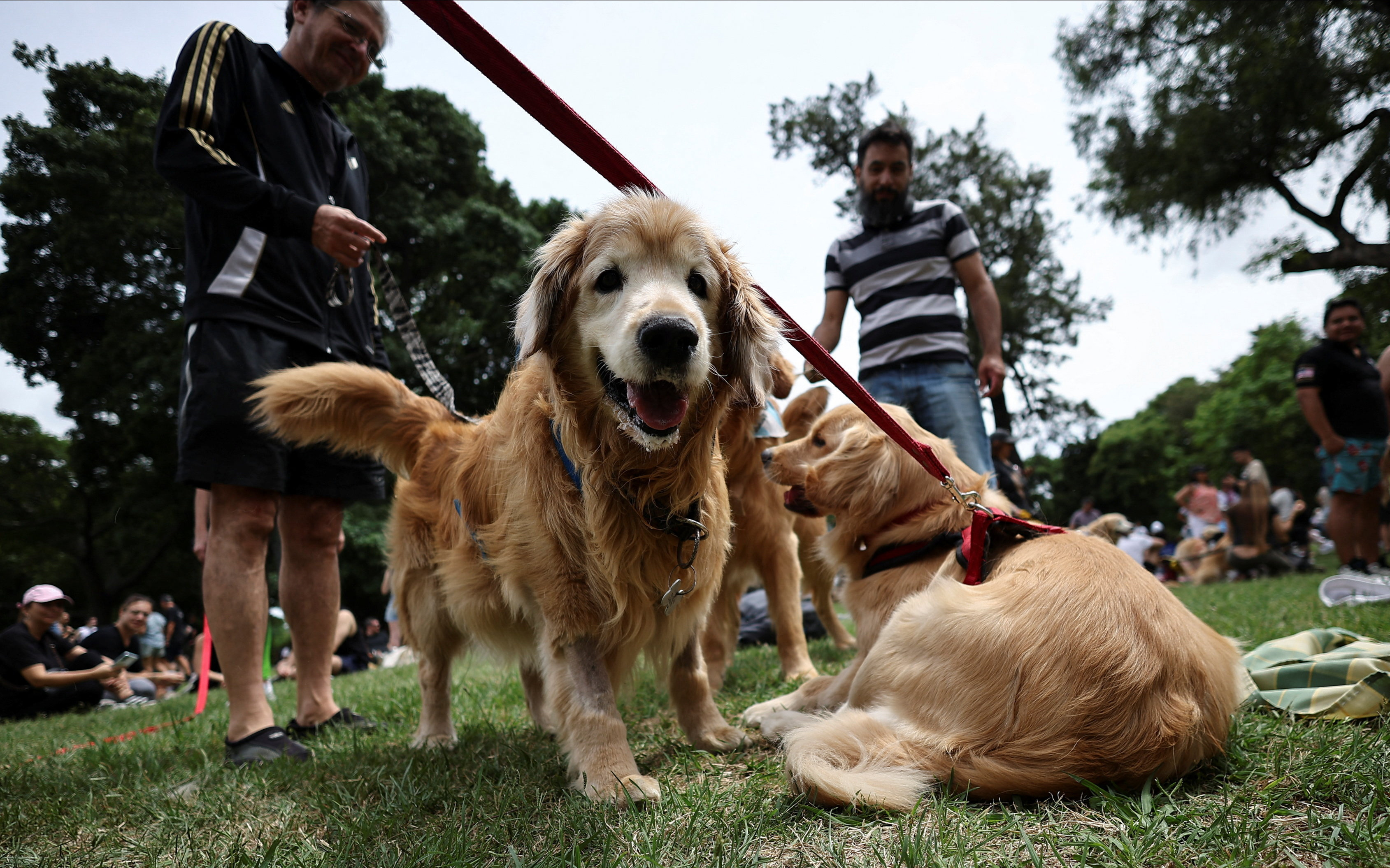 Χιλιάδες γκόλντεν ριτρίβερ στο Μπουένος Αιρες για το παγκόσμιο ρεκόρ (Εικόνες)-2