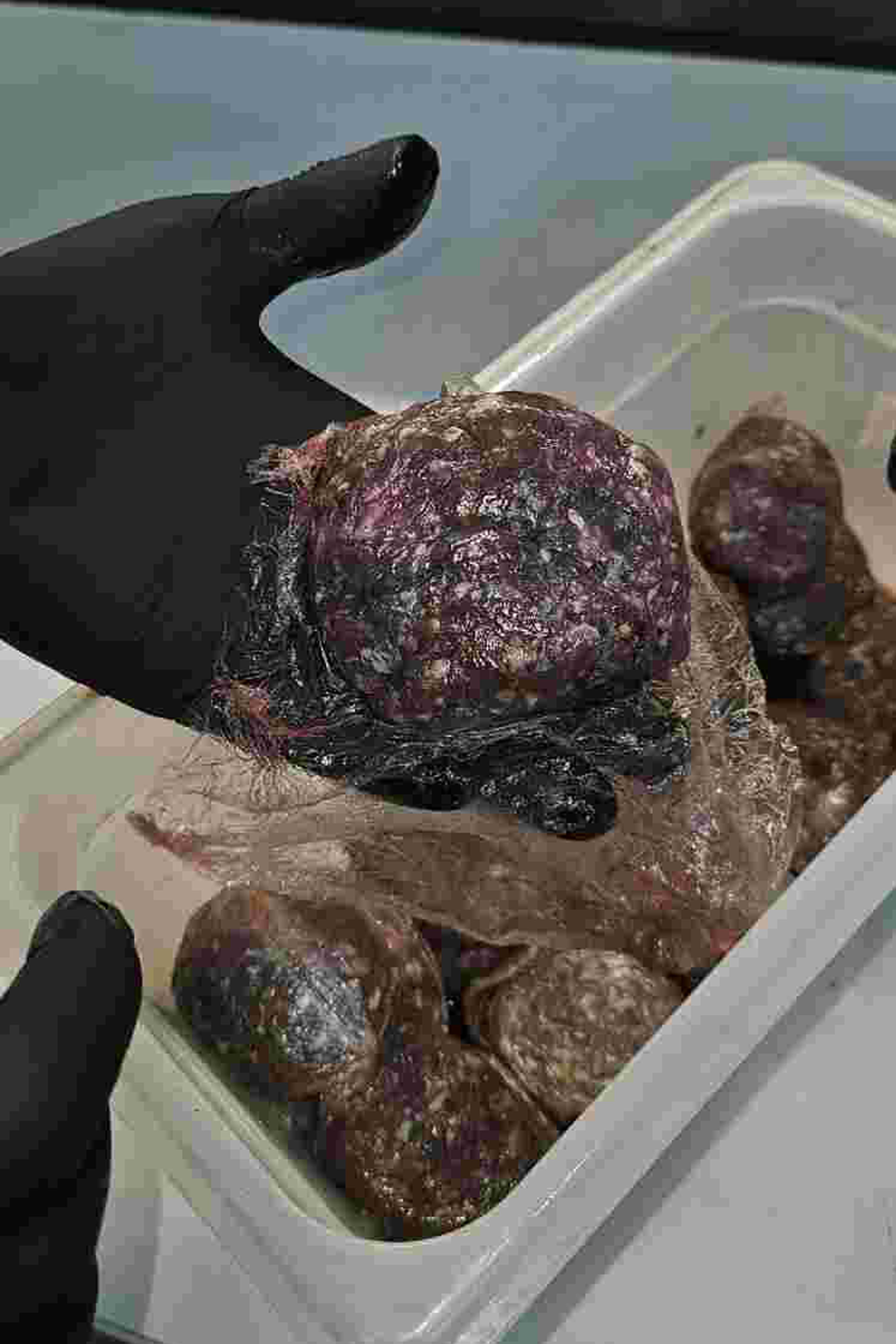 Περιφέρεια Αττικής: Κατασχέθηκαν 12 τόνοι ακατάλληλων προϊόντων – Πρόστιμα πάνω από 324.000 ευρώ-4