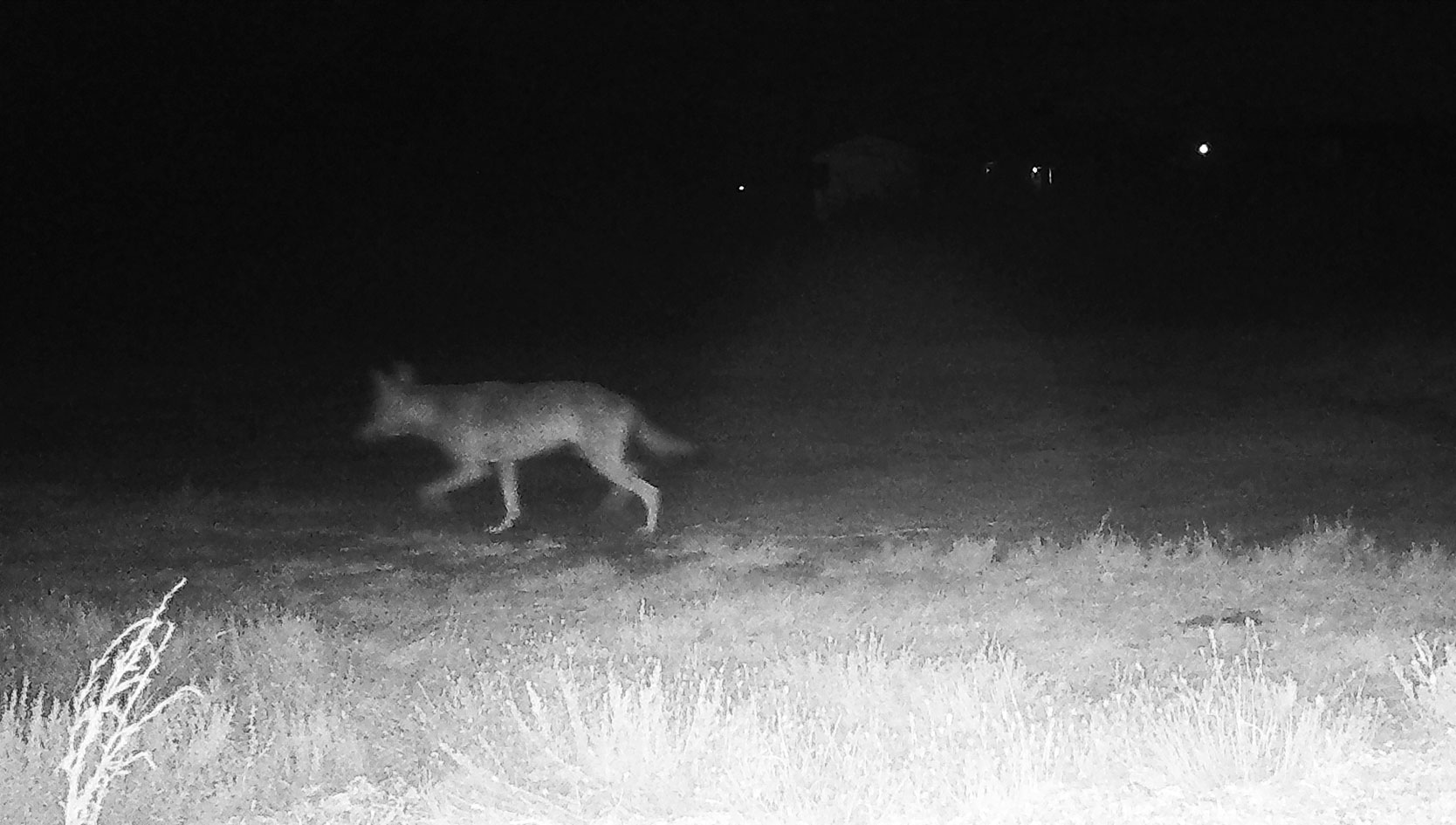 Η άγρια ζωή «εισβάλλει» στις πόλεις-2