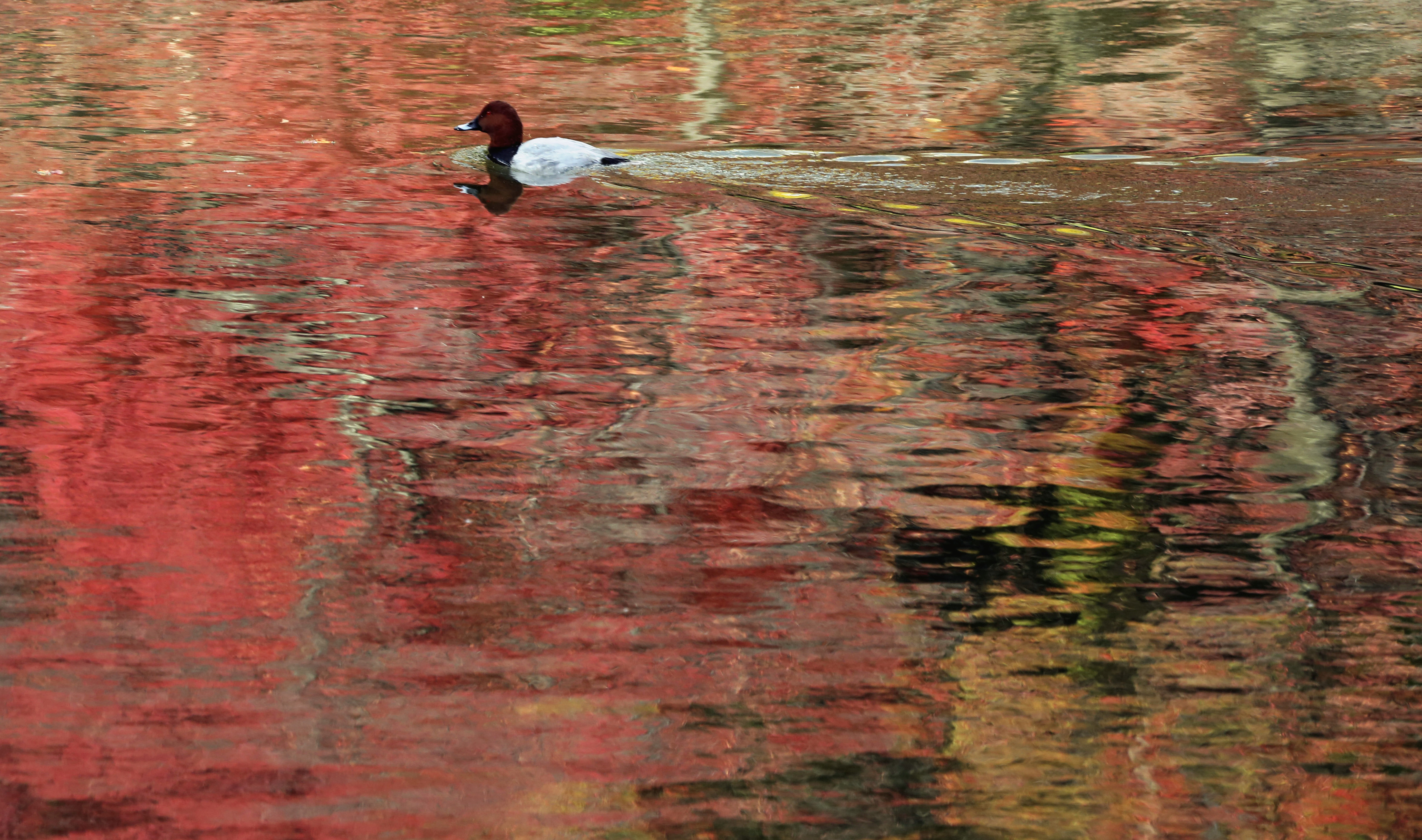 Φθινοπωρινή μυσταγωγία στην Ιαπωνία: Οταν οι φυλλωσιές βάφονται κόκκινες-3