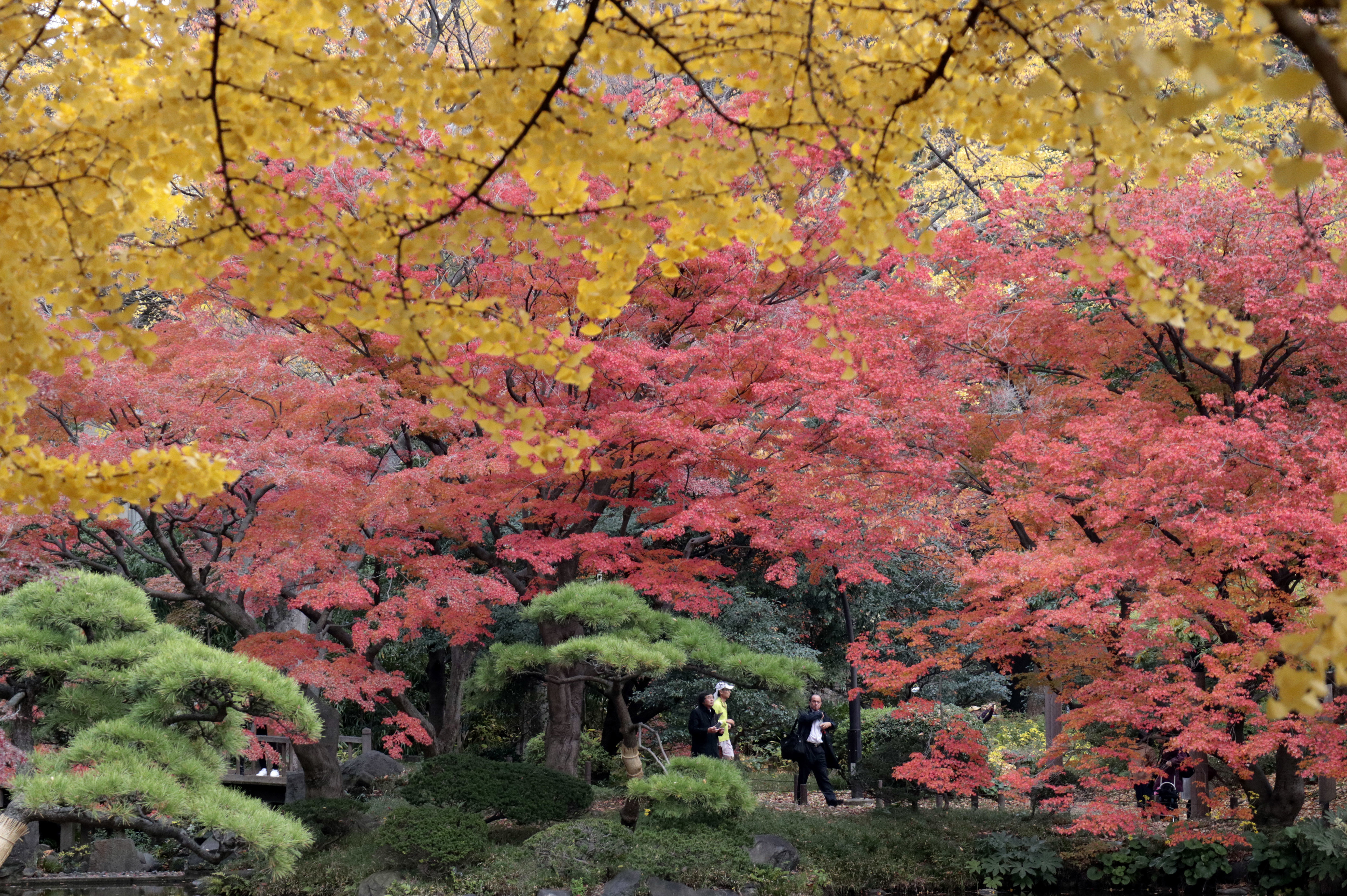 Φθινοπωρινή μυσταγωγία στην Ιαπωνία: Οταν οι φυλλωσιές βάφονται κόκκινες-1