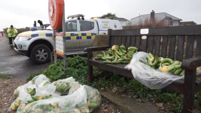 βρετανία-χιλιάδες-μπανάνες-ξεβράστη-563966776