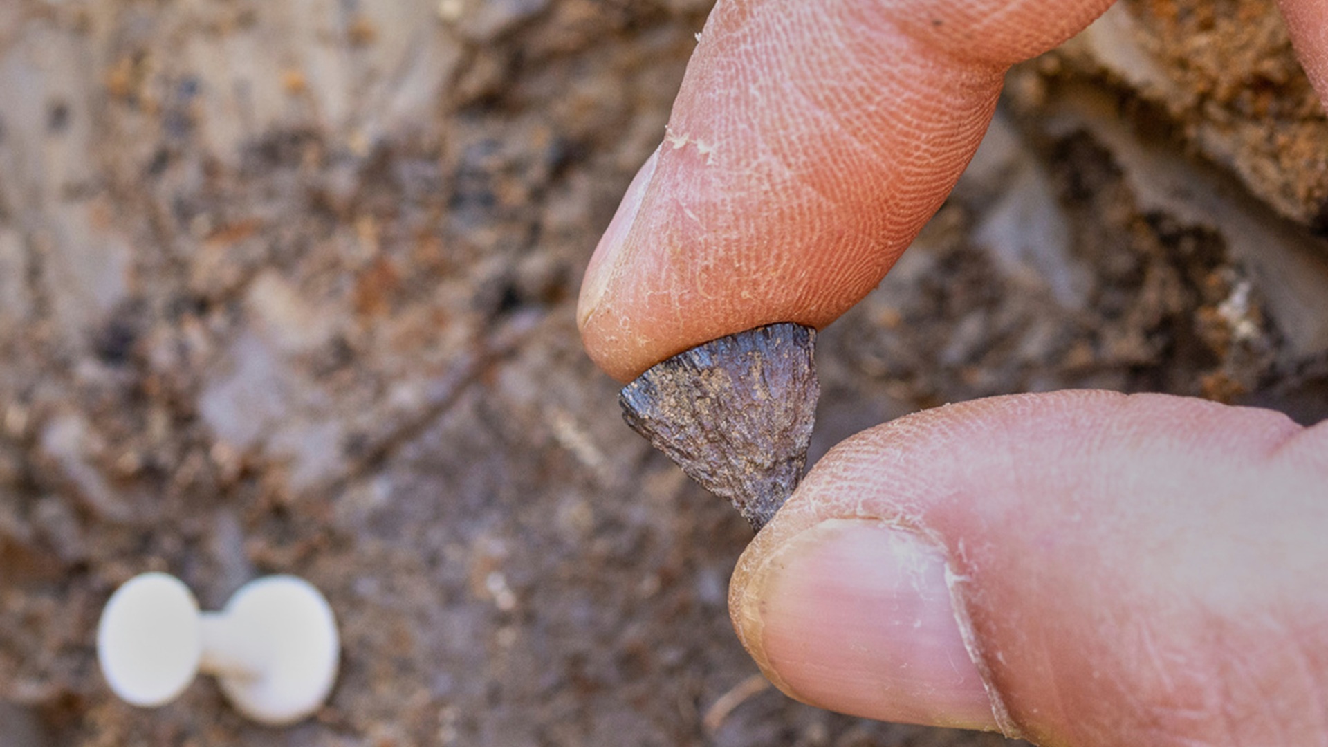 Ο Προμηθέας είχε έρθει 350.000 χρόνια νωρίτερα-1