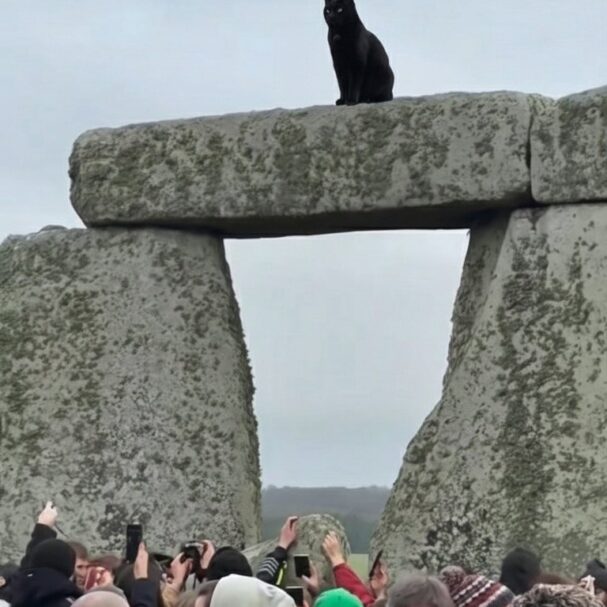 σπουδαίος-οιωνός-η-μαύρη-γάτα-που-έκ-563992951