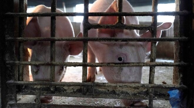 ισπανία-εξαρση-της-πανώλης-των-χοίρων-563950762