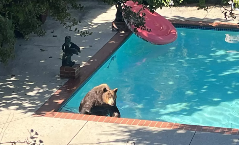 Ανεπιθύμητος συγκάτοικος βαρέων βαρών: Μια αρκούδα εγκαταστάθηκε στο υπόγειό του-1